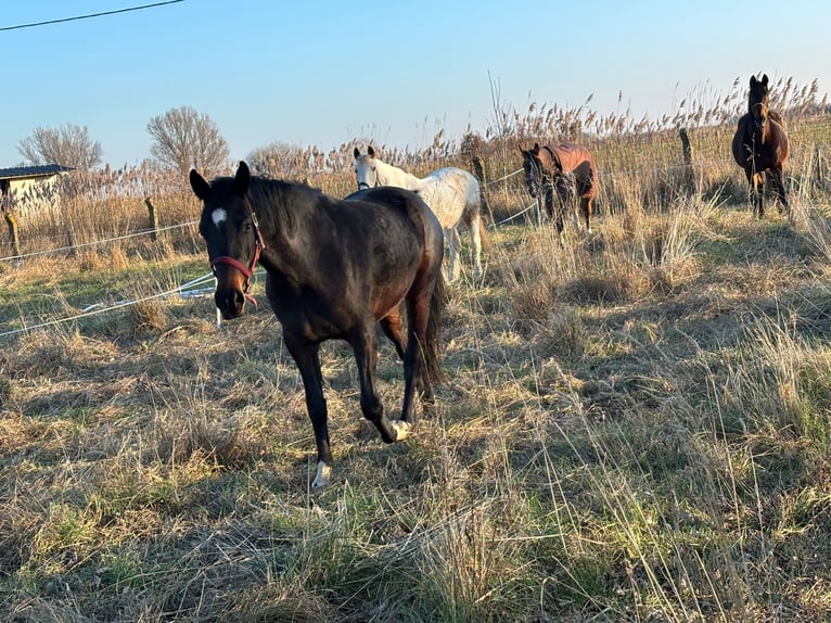 KWPN Merrie 4 Jaar Bruin in De Haan