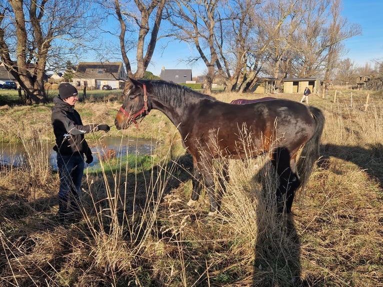 KWPN Merrie 4 Jaar Bruin in De Haan