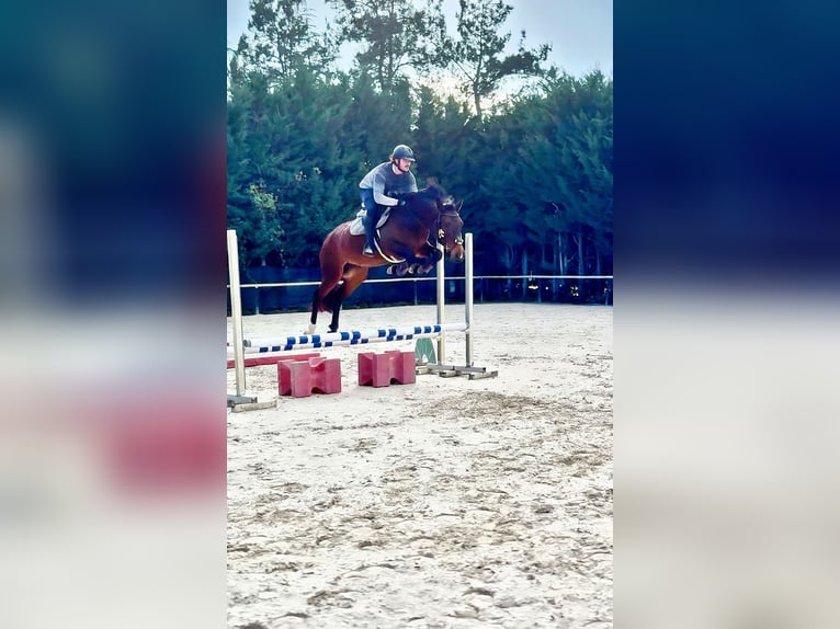 KWPN Merrie 5 Jaar 158 cm Bruin in Chieti