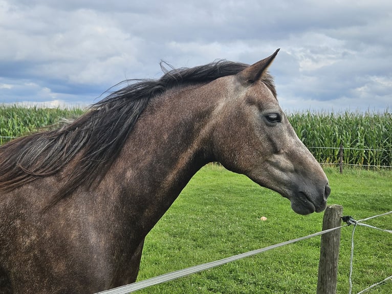 KWPN Mix Merrie 5 Jaar 159 cm kan schimmel zijn in Bad Zwischenahn