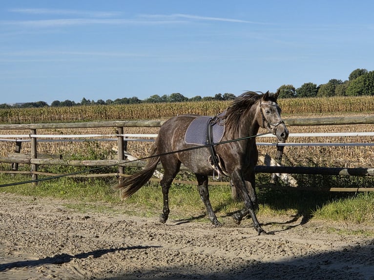 KWPN Mix Merrie 5 Jaar 159 cm kan schimmel zijn in Bad Zwischenahn