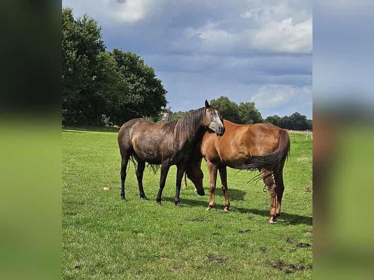 KWPN Mix Merrie 5 Jaar 159 cm kan schimmel zijn in Bad Zwischenahn