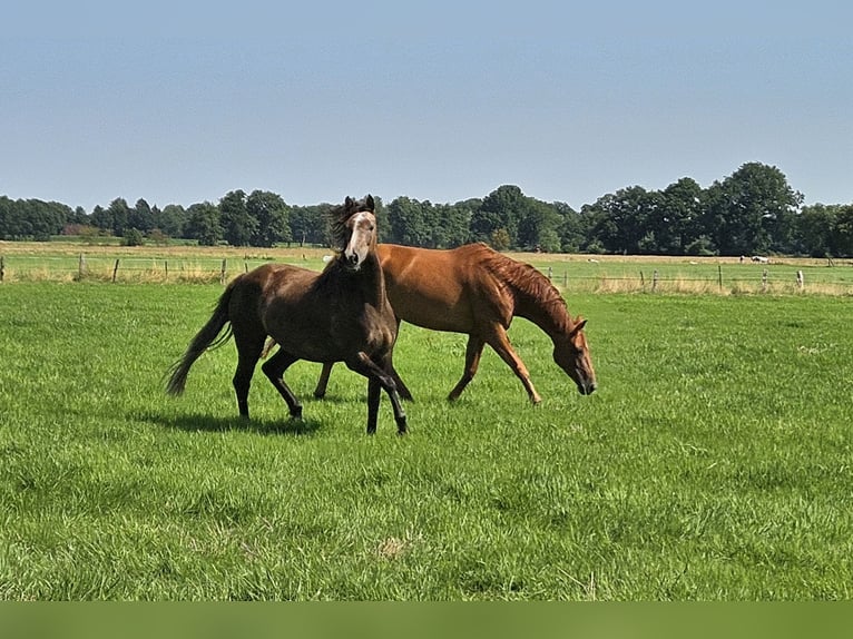 KWPN Mix Merrie 5 Jaar 159 cm kan schimmel zijn in Bad Zwischenahn