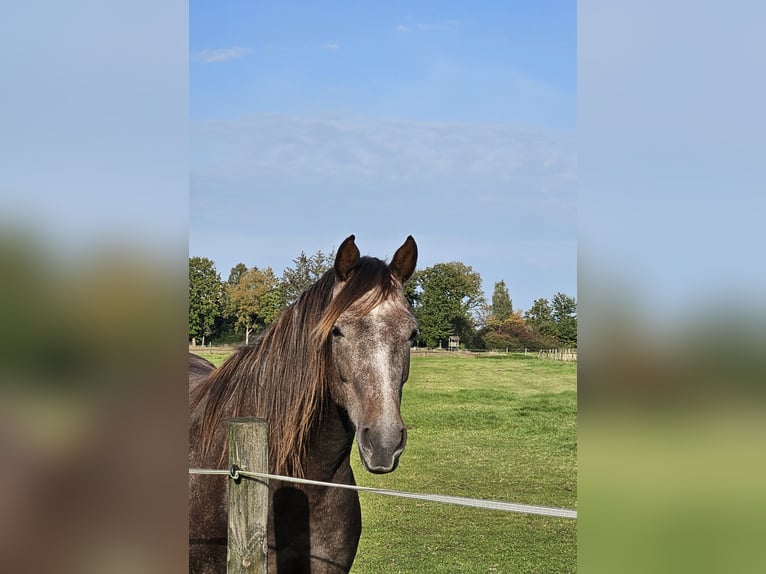 KWPN Mix Merrie 5 Jaar 159 cm kan schimmel zijn in Bad Zwischenahn