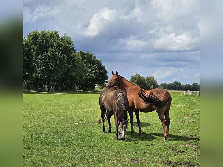 KWPN Mix Merrie 5 Jaar 159 cm kan schimmel zijn in Bad Zwischenahn