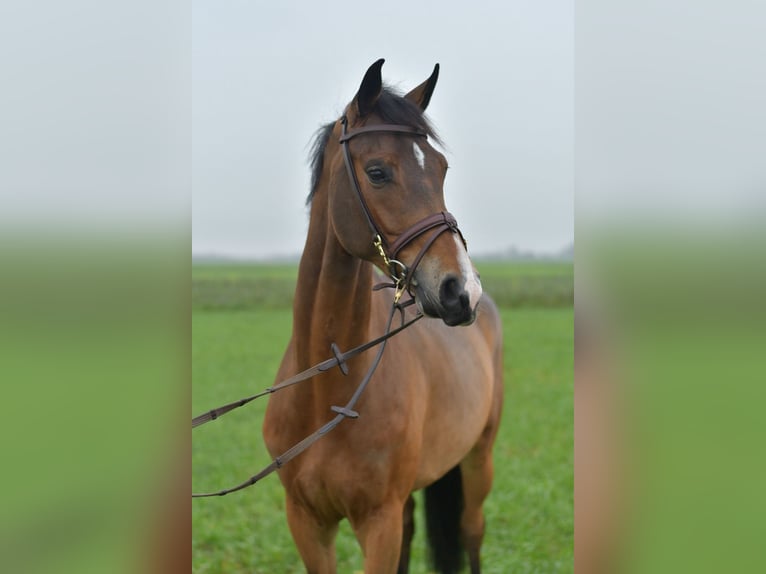 KWPN Merrie 5 Jaar 160 cm Bruin in Geilenkirchen