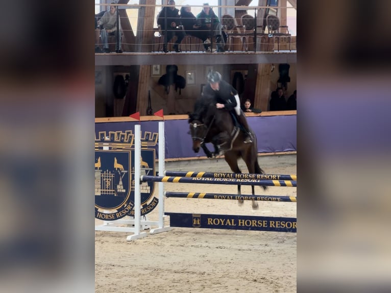 KWPN Merrie 5 Jaar 160 cm Donkerbruin in vilnius