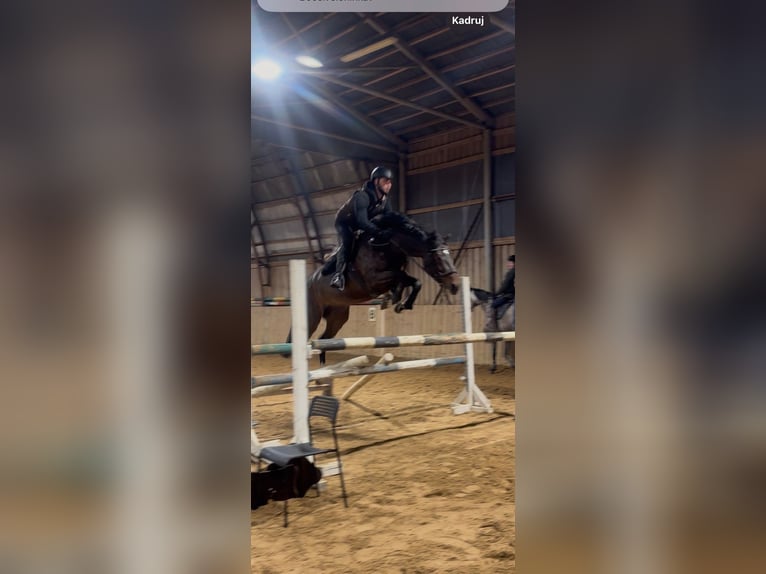 KWPN Merrie 5 Jaar 160 cm Donkerbruin in vilnius