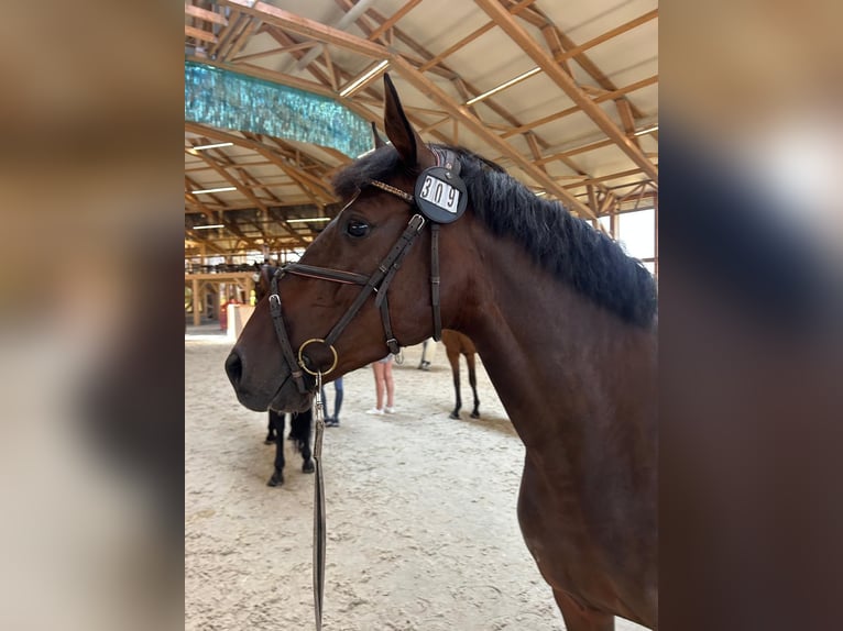 KWPN Merrie 5 Jaar 160 cm Donkerbruin in vilnius