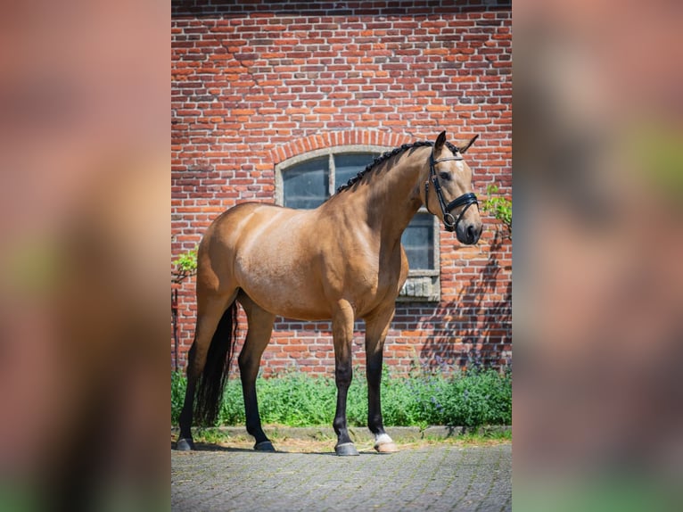 KWPN Merrie 5 Jaar 160 cm Falbe in Sm