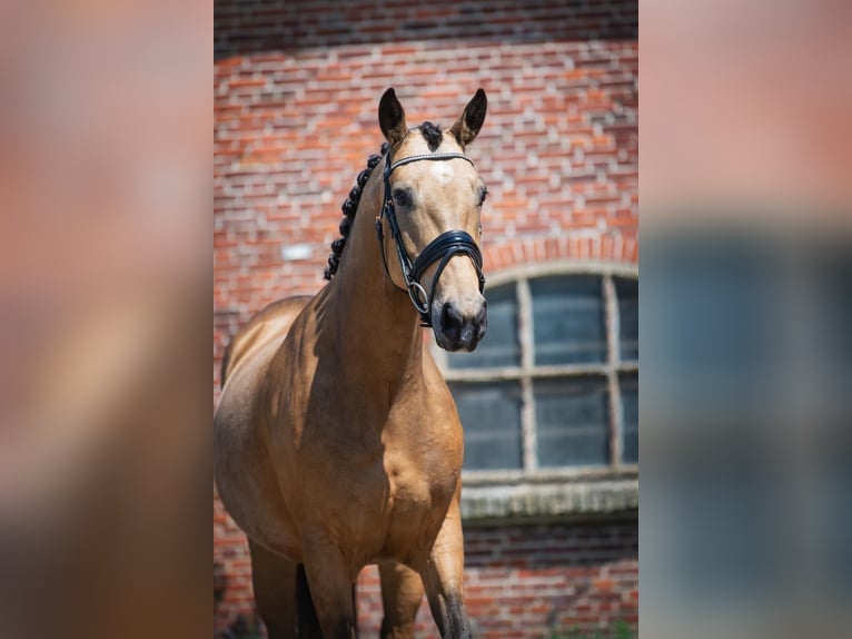 KWPN Merrie 5 Jaar 160 cm Falbe in Sm