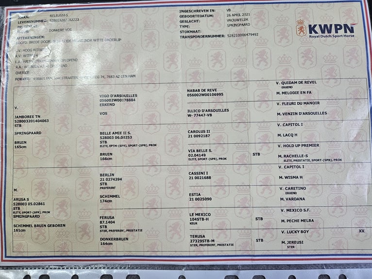 KWPN Merrie 5 Jaar 160 cm Vos in Brilon