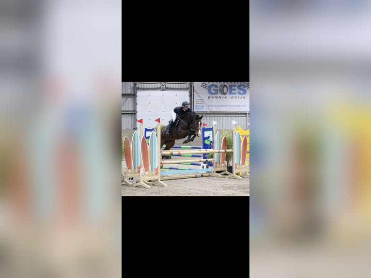 KWPN Merrie 5 Jaar 161 cm Bruin in Waddinxveen