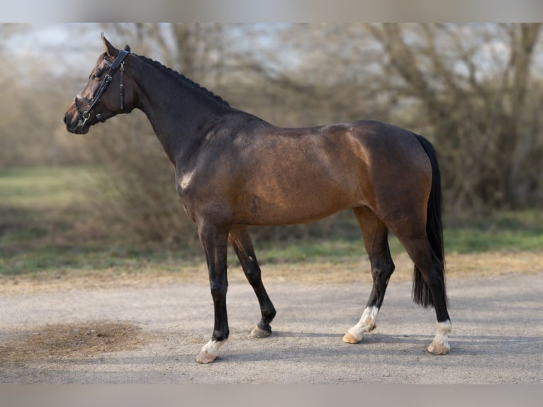 KWPN Merrie 5 Jaar 161 cm Donkerbruin in Langenselbold