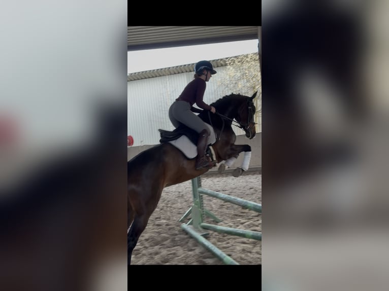 KWPN Merrie 5 Jaar 161 cm Donkerbruin in Langenselbold