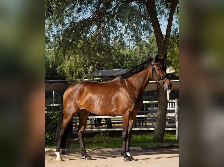 KWPN Merrie 5 Jaar 161 cm Donkerbruin in Dubai