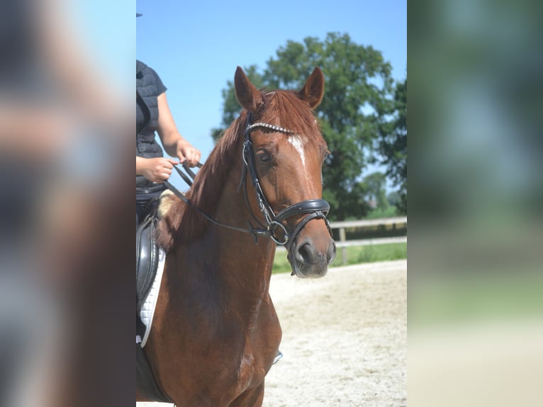 KWPN Merrie 5 Jaar 161 cm Vos in Breda