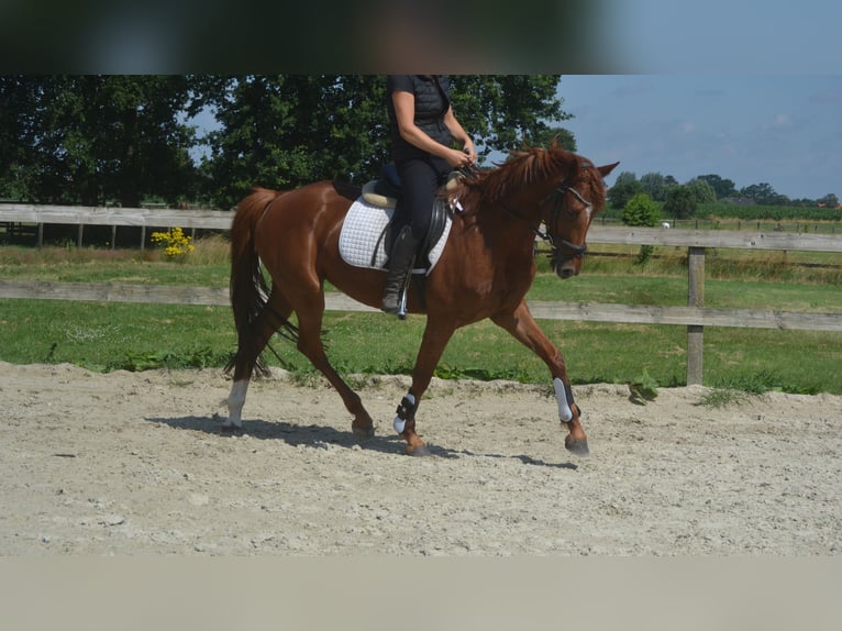 KWPN Merrie 5 Jaar 161 cm Vos in Breda