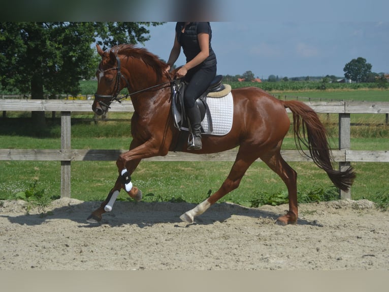 KWPN Merrie 5 Jaar 161 cm Vos in Breda