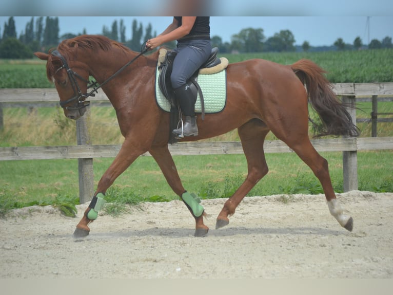 KWPN Merrie 5 Jaar 161 cm Vos in Breda