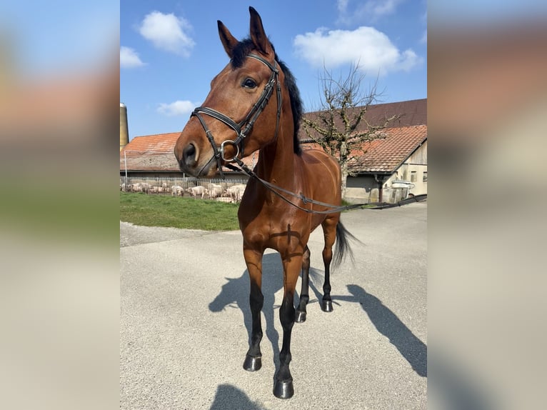 KWPN Merrie 5 Jaar 162 cm Bruin in Diemerswil