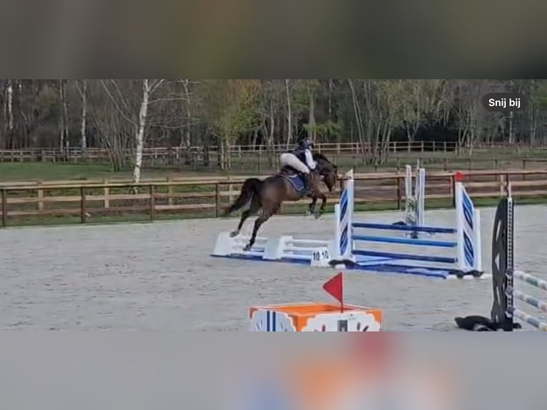 KWPN Merrie 5 Jaar 162 cm Donkerbruin in Sint-Niklaas