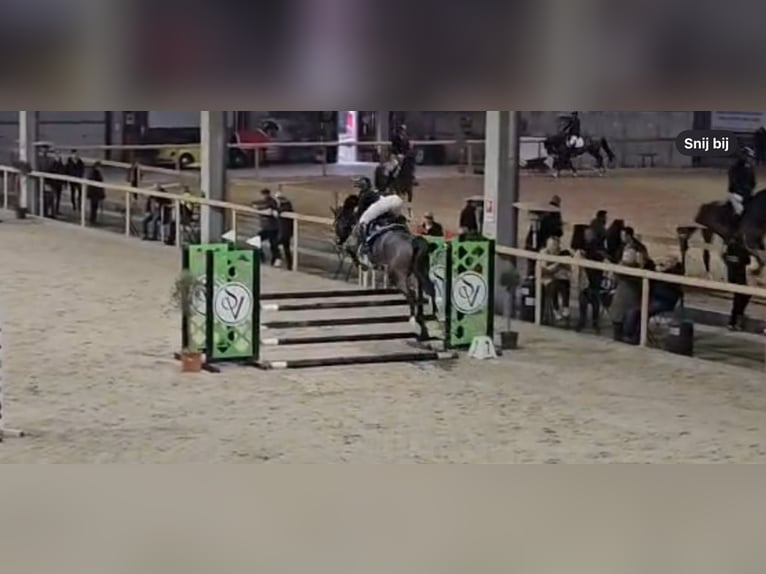 KWPN Merrie 5 Jaar 162 cm Donkerbruin in Sint-Niklaas