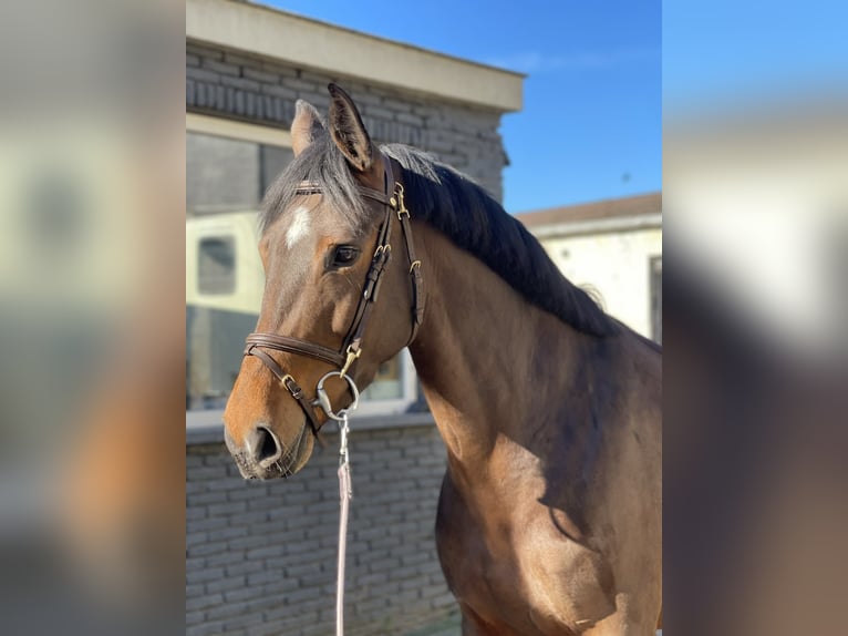KWPN Merrie 5 Jaar 162 cm Donkerbruin in Sint-Niklaas