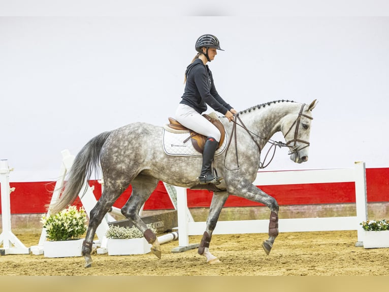 KWPN Merrie 5 Jaar 162 cm Schimmel in Waddinxveen