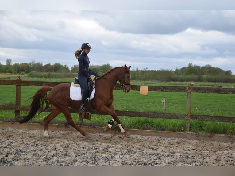 KWPN Merrie 5 Jaar 162 cm Vos in Brakel