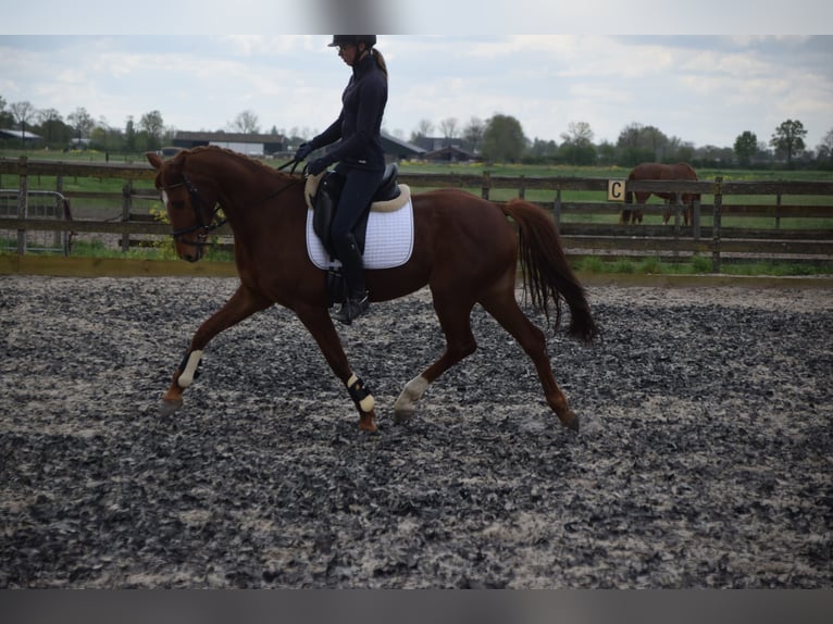 KWPN Merrie 5 Jaar 162 cm Vos in Brakel