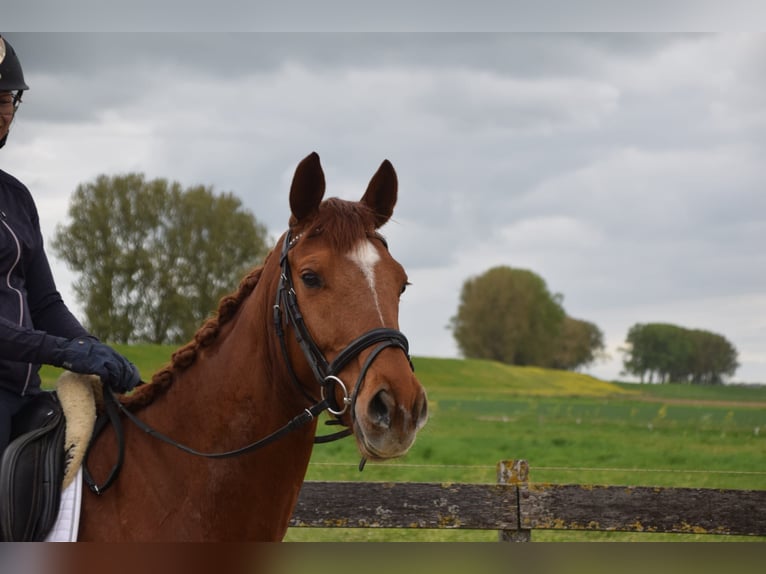KWPN Merrie 5 Jaar 162 cm Vos in Brakel