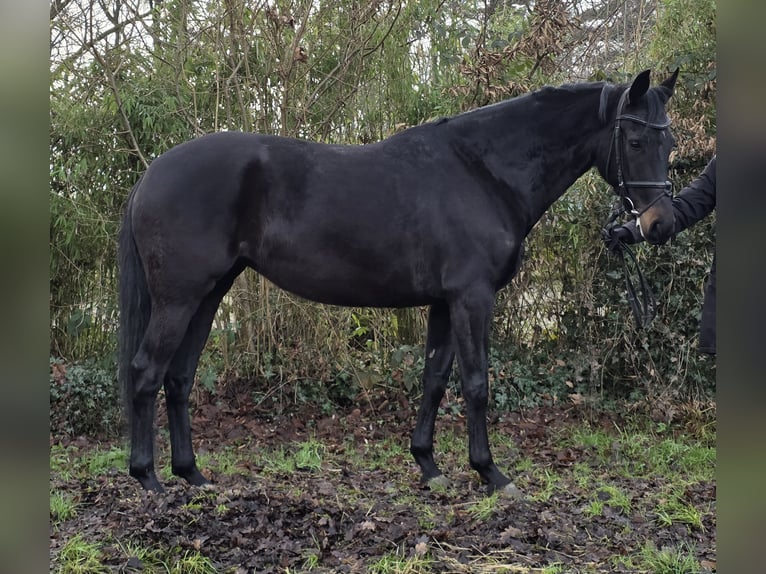 KWPN Merrie 5 Jaar 162 cm Zwart in Wachtendonk