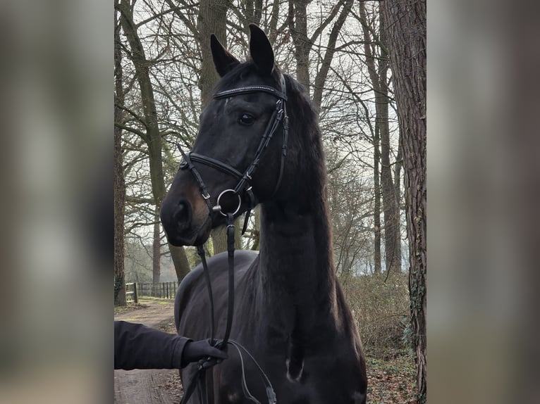 KWPN Merrie 5 Jaar 162 cm Zwart in Wachtendonk