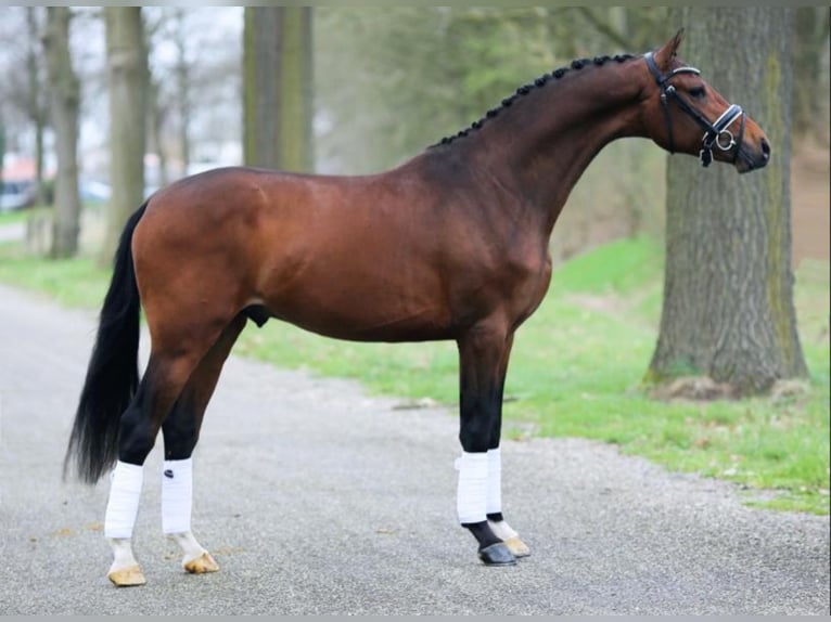 KWPN Merrie 5 Jaar 163 cm Bruin in Best