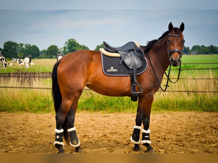 KWPN Merrie 5 Jaar 163 cm Bruin in Loenen