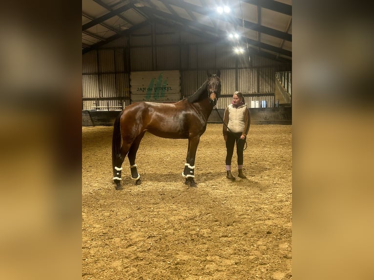 KWPN Merrie 5 Jaar 163 cm Bruin in Loenen