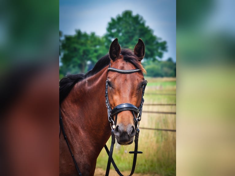 KWPN Merrie 5 Jaar 163 cm Bruin in Loenen