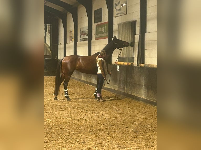 KWPN Merrie 5 Jaar 163 cm Bruin in Loenen