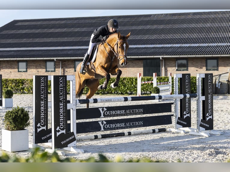 KWPN Merrie 5 Jaar 163 cm Bruin in Waddinxveen