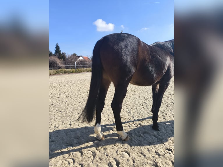 KWPN Merrie 5 Jaar 163 cm Donkerbruin in Delitzsch