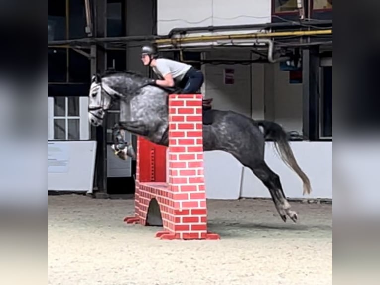 KWPN Merrie 5 Jaar 163 cm Schimmel in Beilen