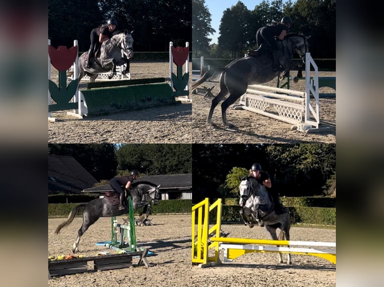 KWPN Merrie 5 Jaar 163 cm Schimmel in Beilen