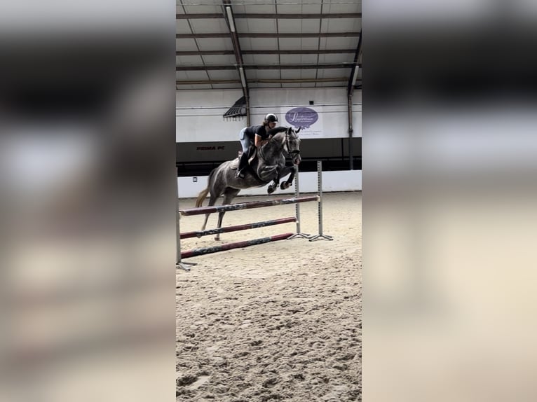 KWPN Merrie 5 Jaar 163 cm Schimmel in Beilen