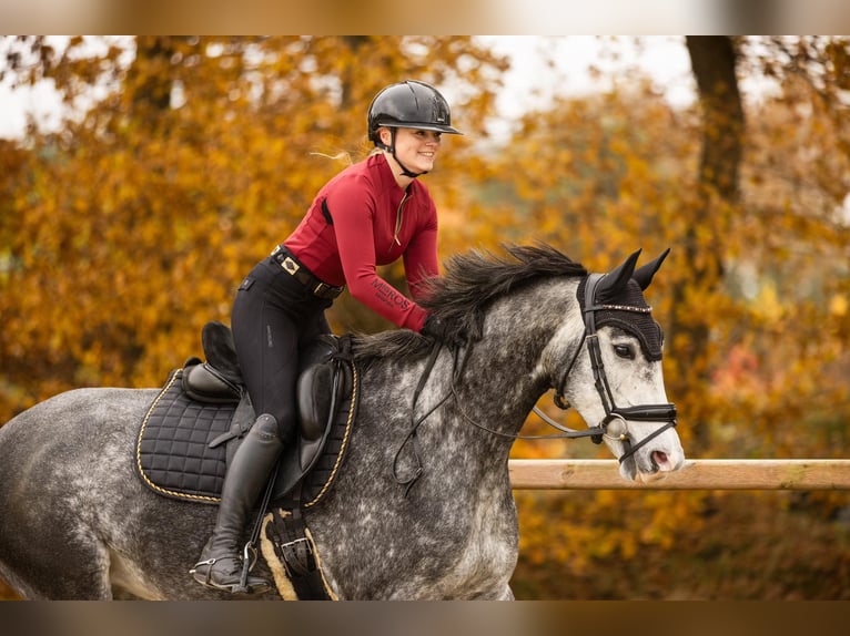 KWPN Merrie 5 Jaar 163 cm Schimmel in Beilen