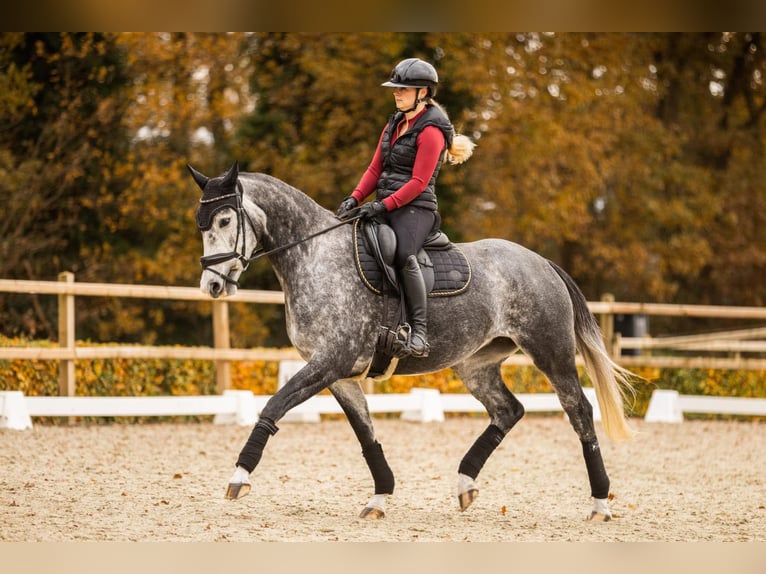 KWPN Merrie 5 Jaar 163 cm Schimmel in Beilen