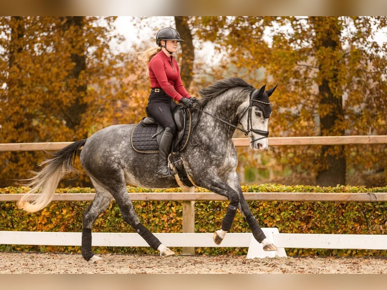 KWPN Merrie 5 Jaar 163 cm Schimmel in Beilen