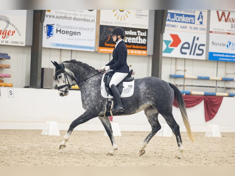 KWPN Merrie 5 Jaar 163 cm Schimmel in Beilen