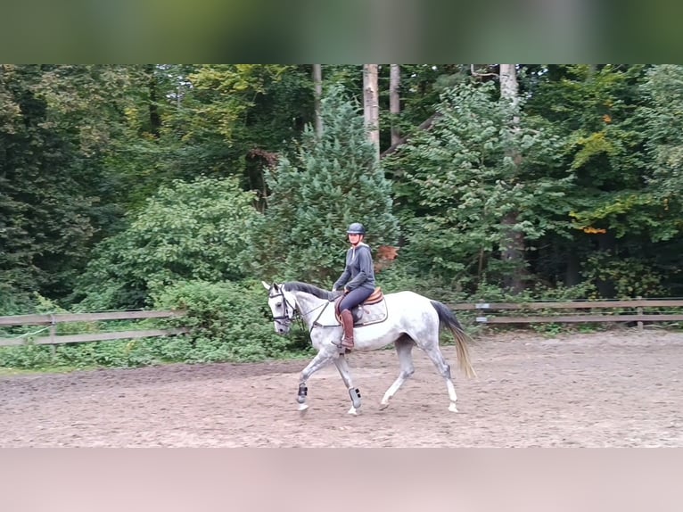 KWPN Merrie 5 Jaar 163 cm Schimmel in Braunschweig