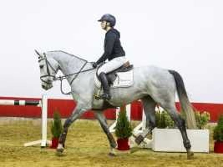 KWPN Merrie 5 Jaar 163 cm Schimmel in Waddinxveen